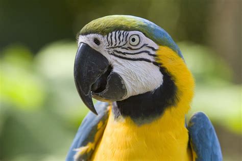 Parrot .